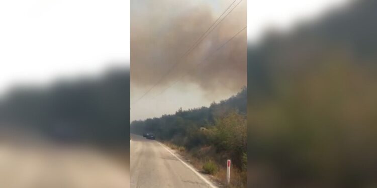 Zjarr i madh në fshatin Vajzë të Selenicës, përfshihen ullishte dhe pemëtari të mëdha.
