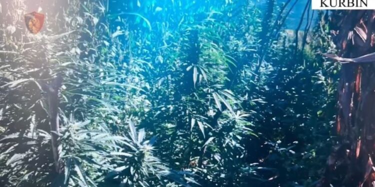 23-vjeçari në Kurbin arrestohet për kultivimin e bimëve narkotike në oborrin e shtëpisë së tij.
