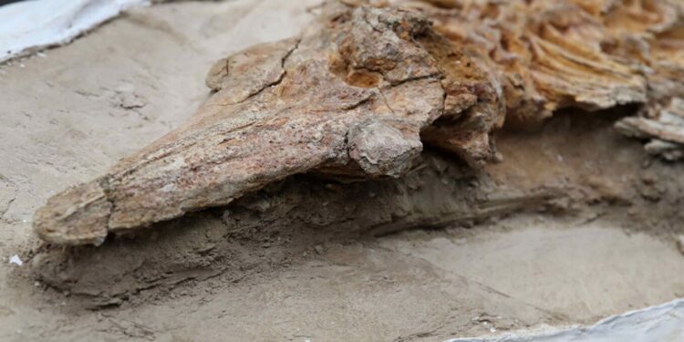 Delfinët fosilë të 12 milionë vjetëve zbulohen në Peru