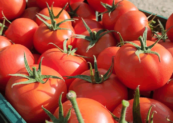 Domatet shqiptare me nivele të larta pesticide, prokuroria e Beratit lëshon urdhër-arresti: Si arritën që të kalonin doganën me dokumente të falsifikuara.