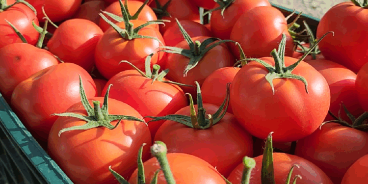 Domatet shqiptare me nivele të larta pesticide, prokuroria e Beratit lëshon urdhër-arresti: Si arritën që të kalonin doganën me dokumente të falsifikuara.