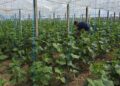 Fermerët e Sukut në Roskovec eksportojnë produkte në Serbi, Mal të Zi dhe Poloni