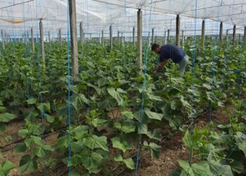 Fermerët e Sukut në Roskovec eksportojnë produkte në Serbi, Mal të Zi dhe Poloni