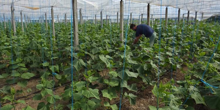 Fermerët e Sukut në Roskovec eksportojnë produkte në Serbi, Mal të Zi dhe Poloni