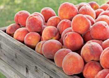 Frutat me pesticide, tonelata në treg: 18 tonë pjeshkë dhe rrush të ndaluara nga BE hyjnë në vend, asgjësohen vetëm 28 kg.