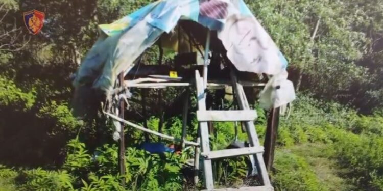 Kampanja ndaj drogës: Shkatërrohen 112 bimë narkotike, armë të shtuara, 5 të arrestuar dhe 1 në kërkim
