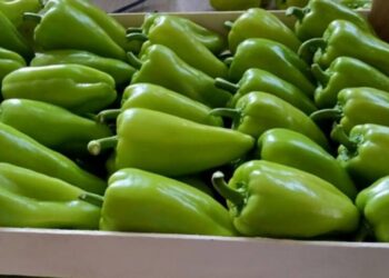 Lufta ndaj insekteve që dëmtojnë perimet: Specat e ndaluar në Slloveni, fermerët nga Fieri janë ndëshkuar për dozimin e tepruar të pesticideve.