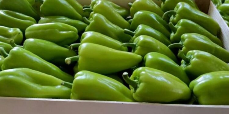 Lufta ndaj insekteve që dëmtojnë perimet: Specat e ndaluar në Slloveni, fermerët nga Fieri janë ndëshkuar për dozimin e tepruar të pesticideve.