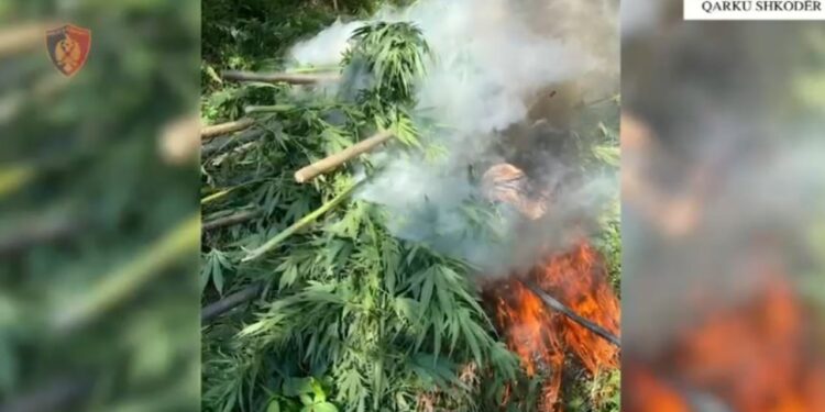 Mijëra bimë kanabisi shkatërrohen në Shkodër, 3 individë në kërkim, 5 kryetarë fshatrash nën hetim.
