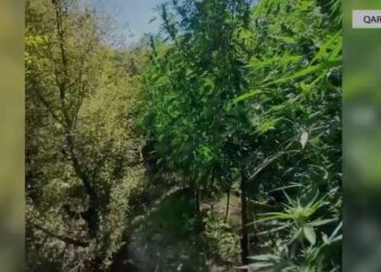 Operacionet për luftimin e kultivimit të kanabisit vazhdojnë: 8028 bimë të asgjësuara dhe 5 kryetarë fshatrash nën hetim penal.