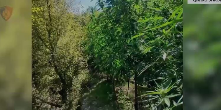 Operacionet për luftimin e kultivimit të kanabisit vazhdojnë: 8028 bimë të asgjësuara dhe 5 kryetarë fshatrash nën hetim penal.