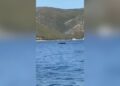 Pamje të veçanta në plazhin e Vlorës, turistët regjistrojnë një balenë pranë Karaburunit