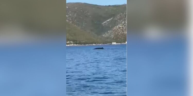 Pamje të veçanta në plazhin e Vlorës, turistët regjistrojnë një balenë pranë Karaburunit