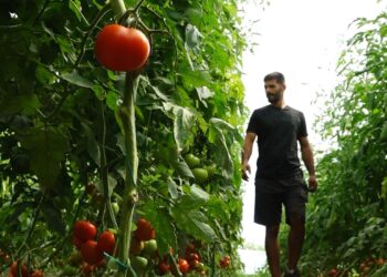 Pasojat e “luftës” tregtare për fermerët: Bujqit në Fier shprehin shqetësimin se të huajt na fakturojnë gjithçka, ndërsa përdorim pesticide të paefektshme.