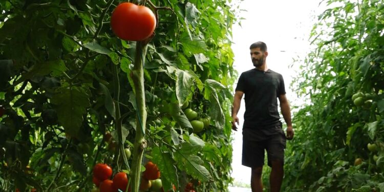 Pasojat e “luftës” tregtare për fermerët: Bujqit në Fier shprehin shqetësimin se të huajt na fakturojnë gjithçka, ndërsa përdorim pesticide të paefektshme.