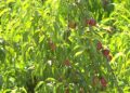 Përplasjet mbi pesticide në bujqësi, specialisti: Bujku duhet të ndëshkohet për të shmangur përdorimin e kimikateve të rrezikshme.