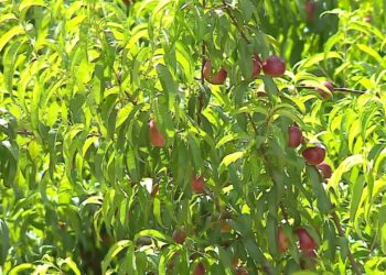 Përplasjet mbi pesticide në bujqësi, specialisti: Bujku duhet të ndëshkohet për të shmangur përdorimin e kimikateve të rrezikshme.