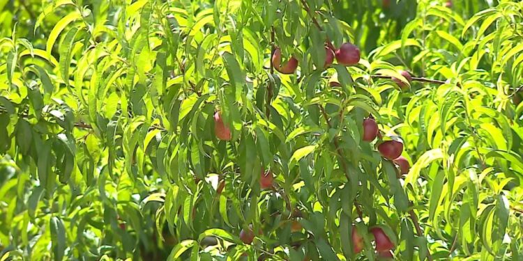 Përplasjet mbi pesticide në bujqësi, specialisti: Bujku duhet të ndëshkohet për të shmangur përdorimin e kimikateve të rrezikshme.