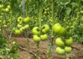 Pesticidet "ndihmojnë" fermerët, por prodhuesit e frutave dhe perimeve thonë se po dëmtohen nga abuzuesit.