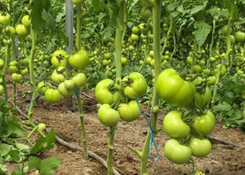 Pesticidet "ndihmojnë" fermerët, por prodhuesit e frutave dhe perimeve thonë se po dëmtohen nga abuzuesit.