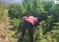 Pësuan zbulimin e mbi 12 mijë bimëve të kanabisit në Malësi të Madhe, arrestohen 14 individë