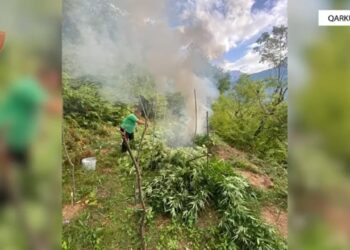 Shkodra: Sekuestrohen 9317 bimë kanabisi, kërkohet një 52-vjeçar dhe eprori i fshatit nën hetim.