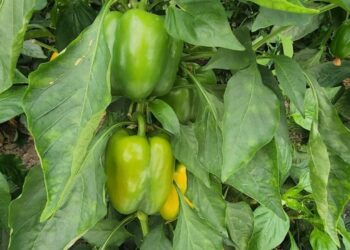 Skandali i pesticideve në produktet shqiptare: Pas domateve dhe pjeshkëve, tani rrezikohen specat; Sllovenia i shpallet tërheqje urgjente nga tregu.