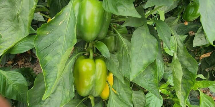 Skandali i pesticideve në produktet shqiptare: Pas domateve dhe pjeshkëve, tani rrezikohen specat; Sllovenia i shpallet tërheqje urgjente nga tregu.