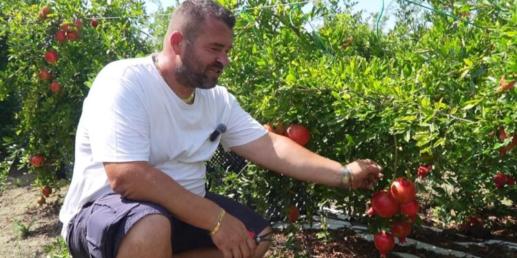 Tregu i Mrekullive: Historia e Emigrantit nga Luzi i Vogël që Shes Produktet Bio në Europë