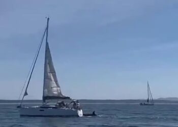 Video/ Momente alarmuese në bregdetin e Portugalisë, balena vrasëse godet varkën turistike dhe e fundos atë.