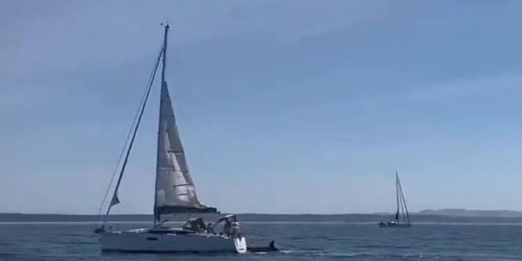 Video/ Momente alarmuese në bregdetin e Portugalisë, balena vrasëse godet varkën turistike dhe e fundos atë.