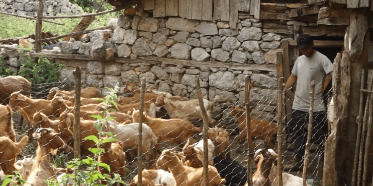 2165 dele u vranë në Murtajë: Nuk ka më vatra aktive, por blegtorët nuk kanë marrë ende dëmshpërblim.