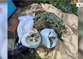 62-vjeçari me precedentë penale në Lezhë arrestohet pasi kishte fshehur në banesë mbi 7 kg kanabis për ta shitur.