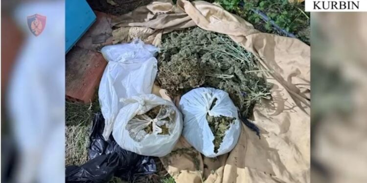62-vjeçari me precedentë penale në Lezhë arrestohet pasi kishte fshehur në banesë mbi 7 kg kanabis për ta shitur.