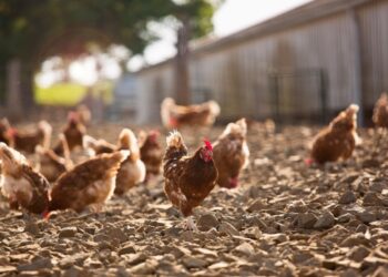 Alarm në Evropë për Gripin e Shpendëve, mijëra pula do të vriten