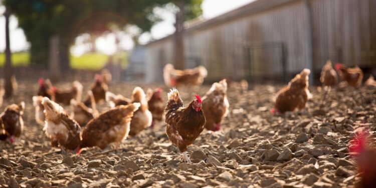 Alarm në Evropë për Gripin e Shpendëve, mijëra pula do të vriten