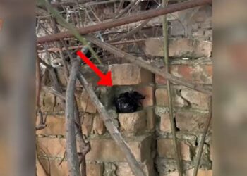 Arrestohen dy të rinj për të droga në kryeqytet, sekuestrohen narkotikë dhe armë të ftohta