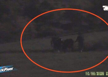 Fiks Fare: Skandal në kufi, hetimi zbulon rrjetin e kontrabandës së viçave nga Maqedonia e Veriut në Shqipëri. Rrezikohet seriozisht siguria ushqimore.