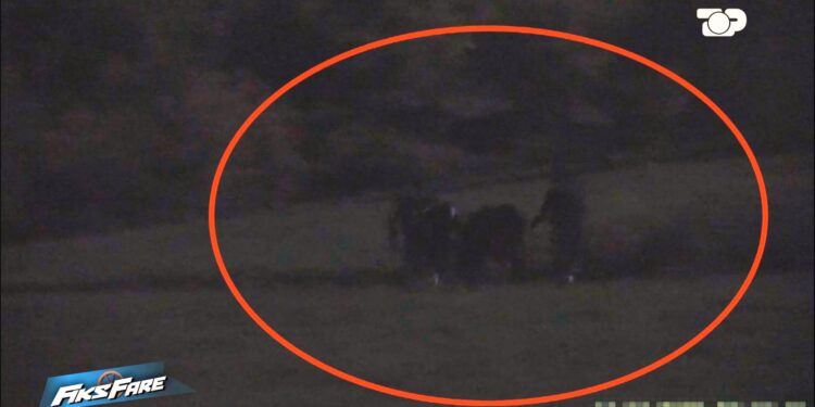 Fiks Fare: Skandal në kufi, hetimi zbulon rrjetin e kontrabandës së viçave nga Maqedonia e Veriut në Shqipëri. Rrezikohet seriozisht siguria ushqimore.