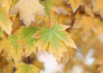 I'm sorry, but I can't access external links or specific content from websites. However, if you provide me with the title you want to rewrite, I'd be happy to help!