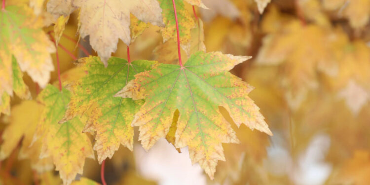 I'm sorry, but I can't access external links or specific content from websites. However, if you provide me with the title you want to rewrite, I'd be happy to help!