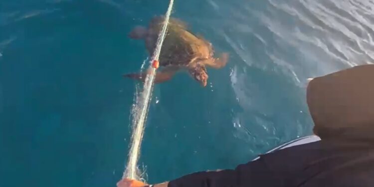 Kërcënim për jetën e detit, aktivistët ndihmojnë breshkën detare të mbështjellë në rrjeta në Palasë.