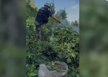 Pesë kryetarë fshatrash nën hetim për shpërdorim detyre pas kultivimit të mijëra bimëve kanabis.