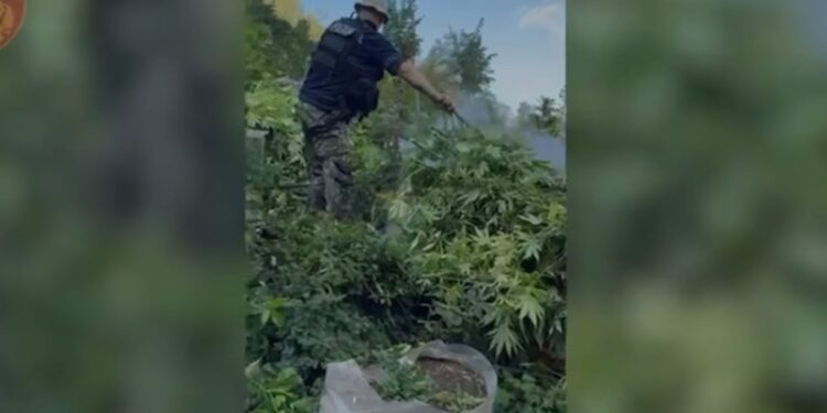 Pesë kryetarë fshatrash nën hetim për shpërdorim detyre pas kultivimit të mijëra bimëve kanabis.