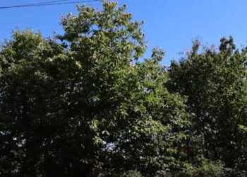 Shtetasi shqiptar humb në mal gjatë grumbullimit të gështenjave, kërkimi fillon gjithashtu në Kosovë.