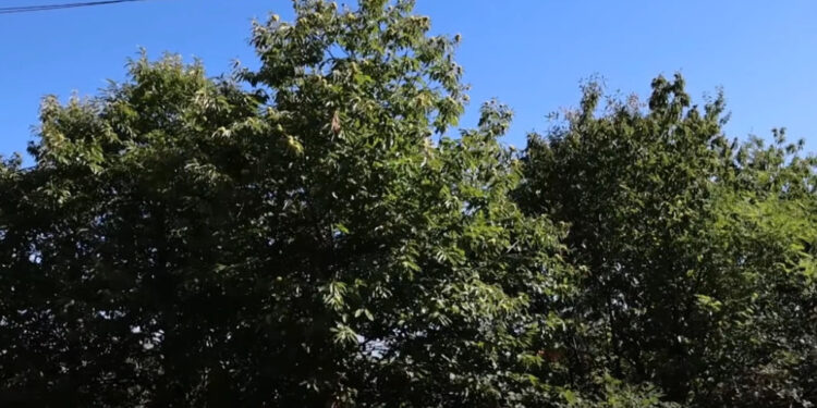 Shtetasi shqiptar humb në mal gjatë grumbullimit të gështenjave, kërkimi fillon gjithashtu në Kosovë.