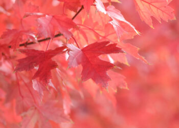 Sure! Based on the provided link, I can help create a more journalistic title. Here's a possible rewrite:

"Shqipëri: Parashikimi i motit për sot" 

Let me know if you need anything else!
