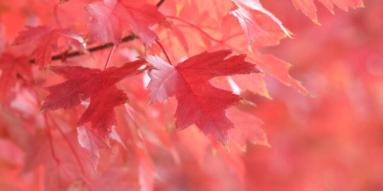 Sure! Based on the provided link, I can help create a more journalistic title. Here's a possible rewrite:

"Shqipëri: Parashikimi i motit për sot" 

Let me know if you need anything else!