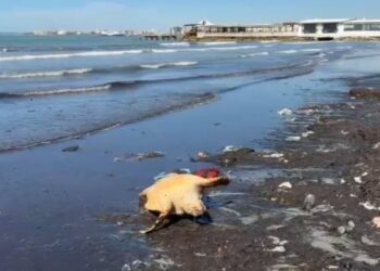 Të dhëna të tjera mbi ngjarjen në breg: Breshkë e rrallë detare zbulohet në Vlorë, kapet dyshimi për goditje nga një anije.