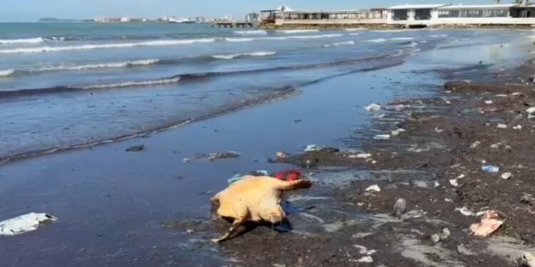 Të dhëna të tjera mbi ngjarjen në breg: Breshkë e rrallë detare zbulohet në Vlorë, kapet dyshimi për goditje nga një anije.